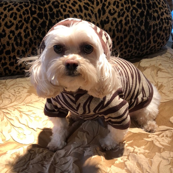 Hip Doggie Hoodie Sweater - Picture 5 of 6